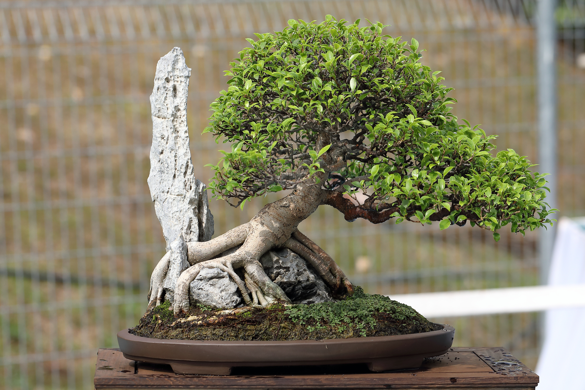 Skrb in lepota bonsaja